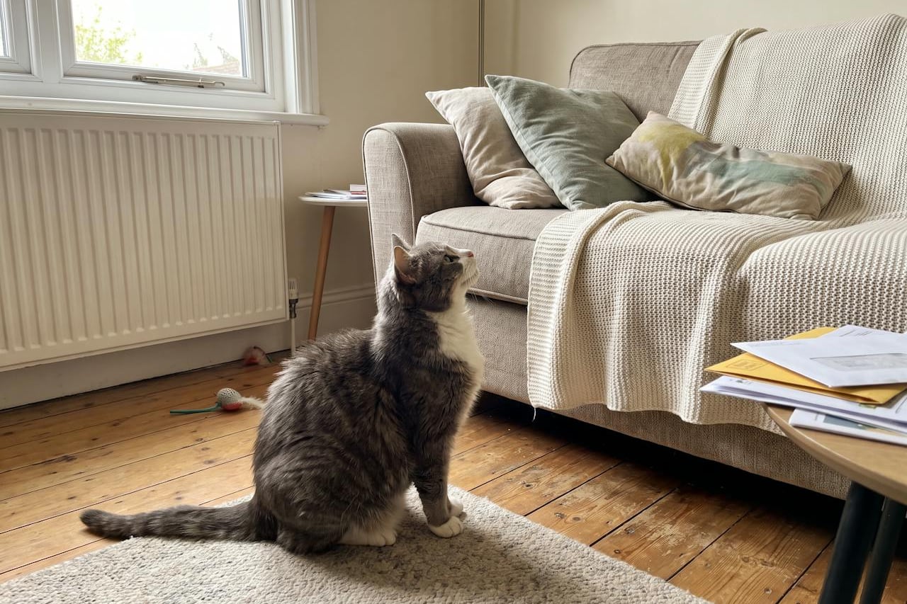 Eine ältere Katze sitzt auf dem Boden und schaut zum Sofa hinauf.