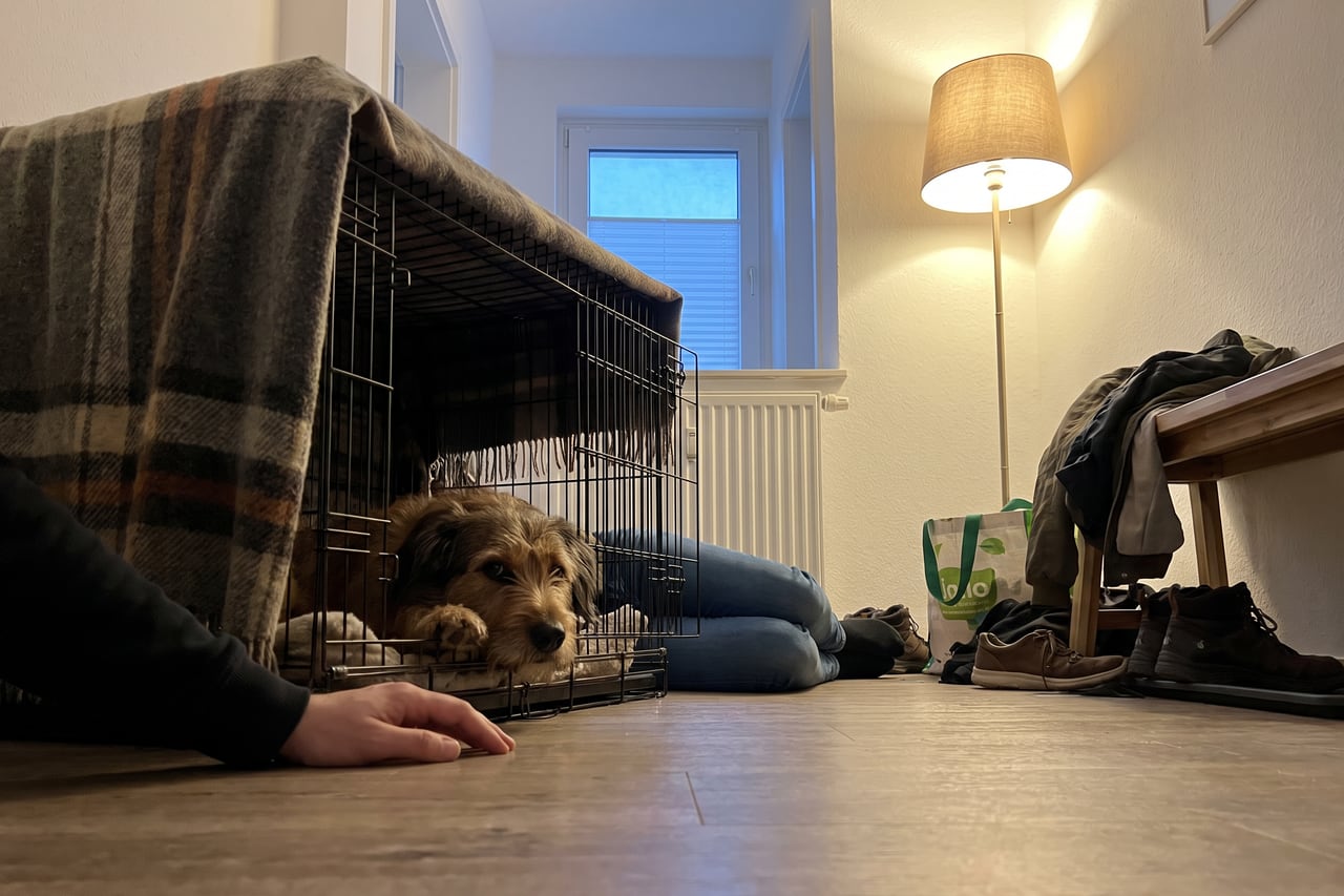 Ein Hund liegt in einer mit Decke abgedeckten Box im abendlichen Flur, eine Hand ruht daneben.