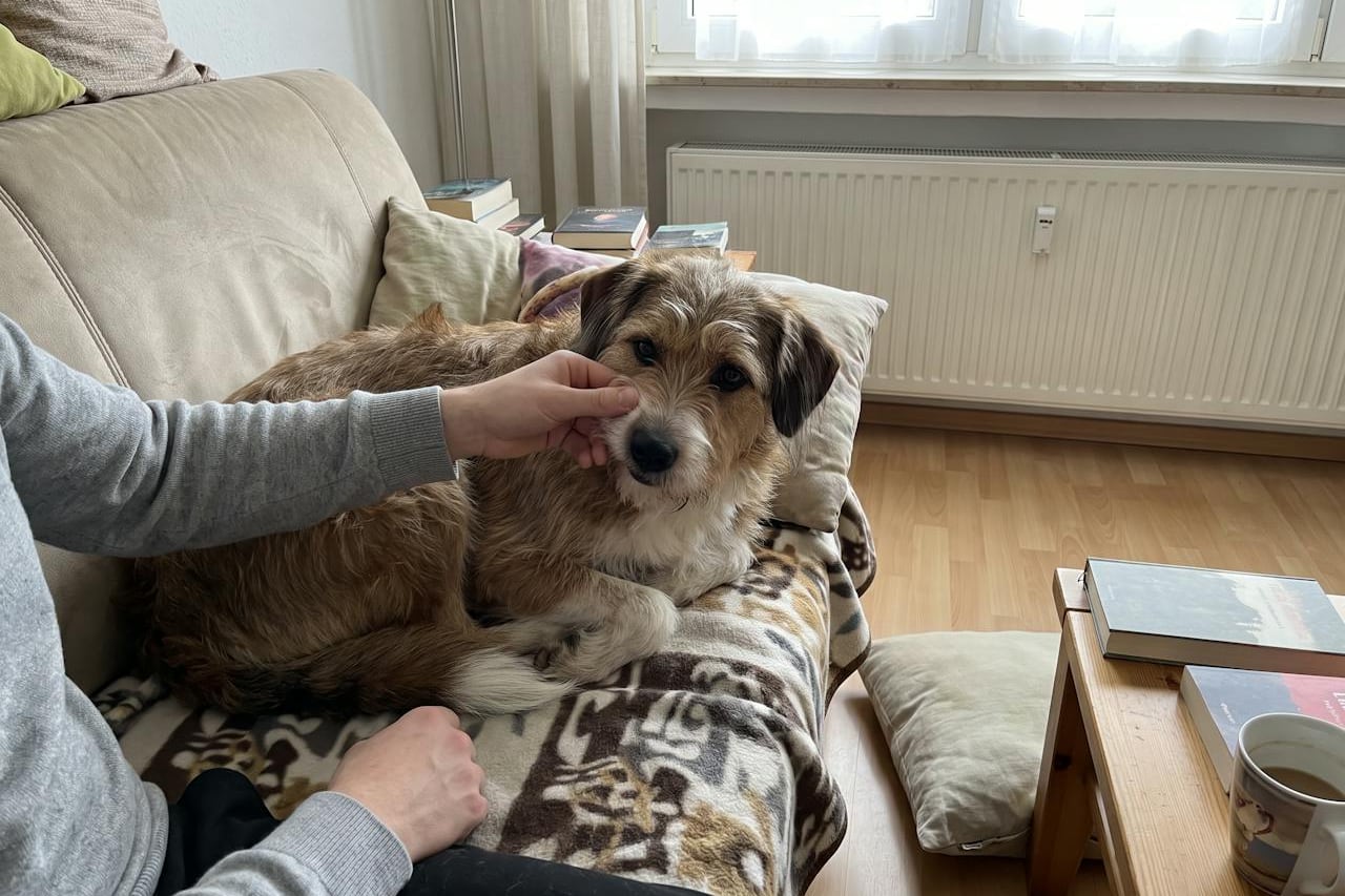 Ein Hund liegt entspannt auf dem Sofa, eine Hand hebt vorsichtig seine Lefze an.