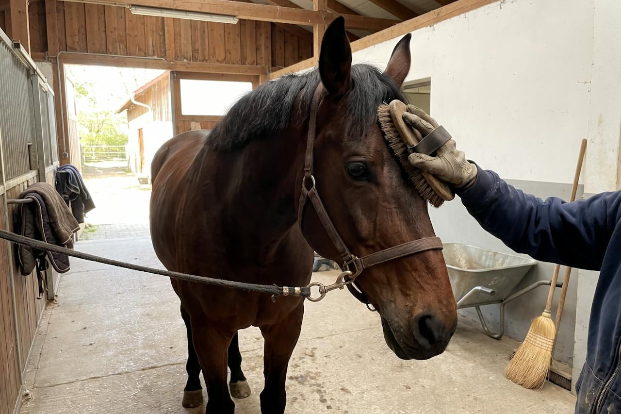 Ein angebundenes braunes Pferd steht in der Stallgasse, eine Hand im Handschuh bürstet seine Stirn.