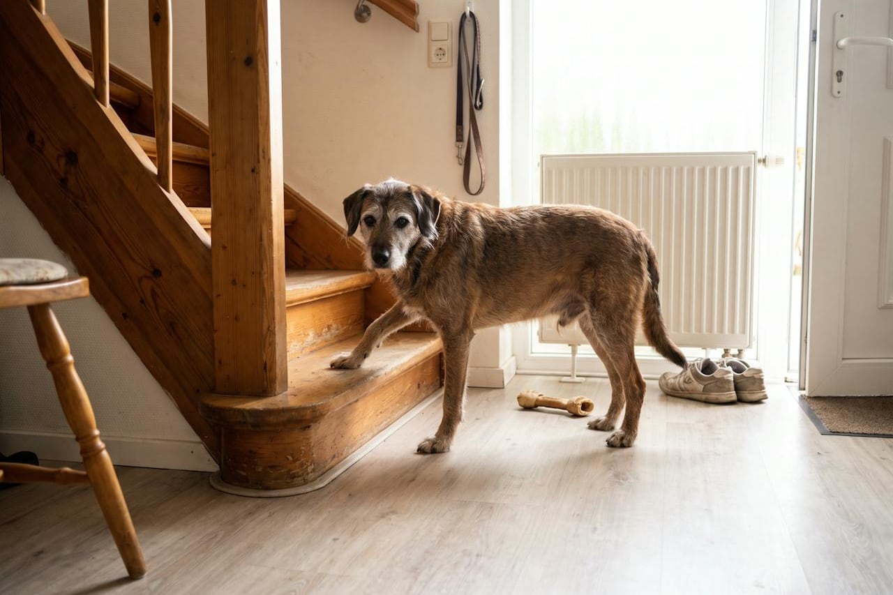 Ein älterer Hund mit grauer Schnauze stellt eine Pfote auf die erste Treppenstufe im Flur.