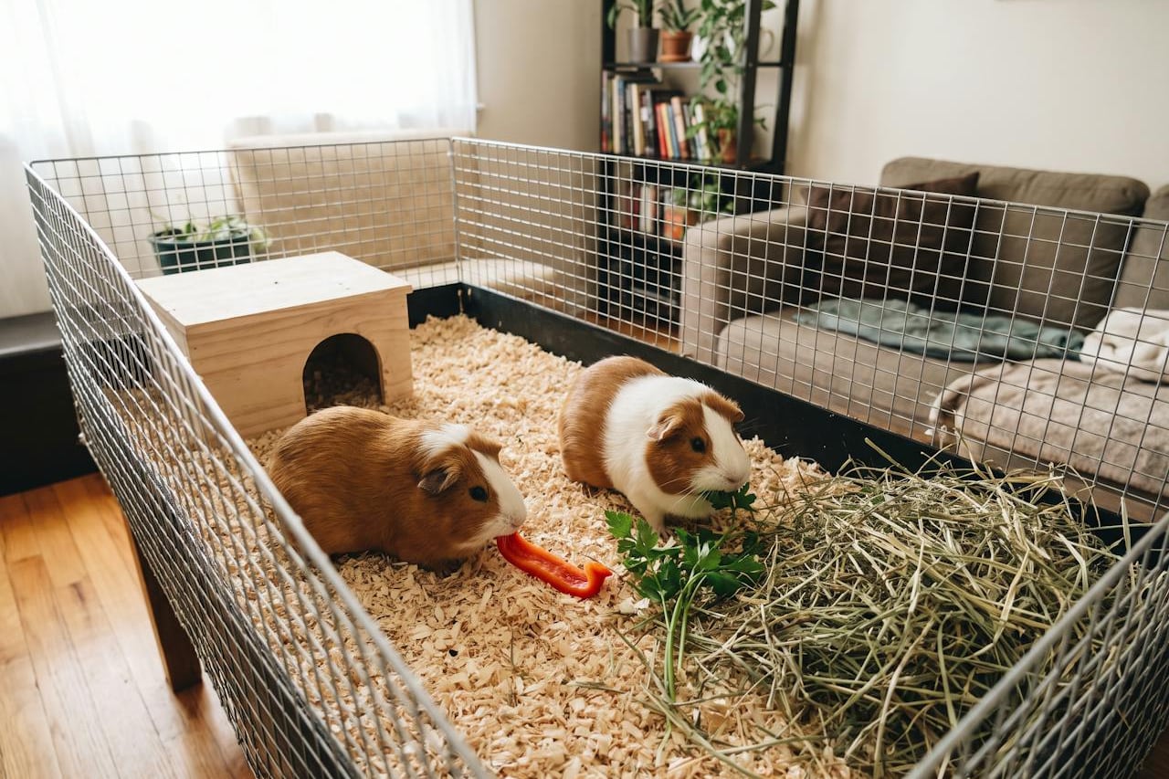 Zwei Meerschweinchen fressen in ihrem Gehege Paprikastreifen und Petersilie neben einem Heuhaufen.