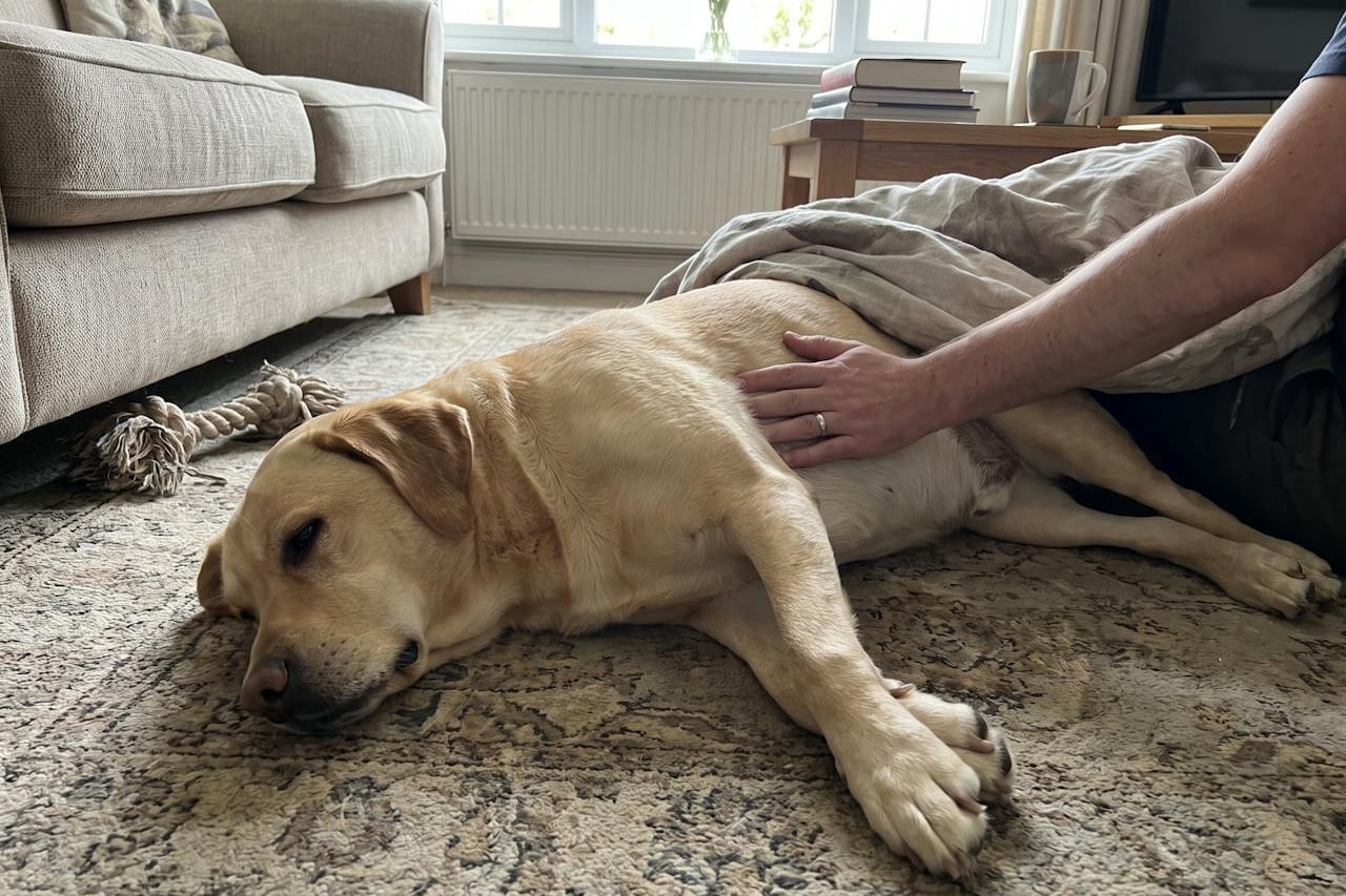 Ein Labrador liegt entspannt auf dem Teppich, eine flache Hand tastet seinen Brustkorb ab.
