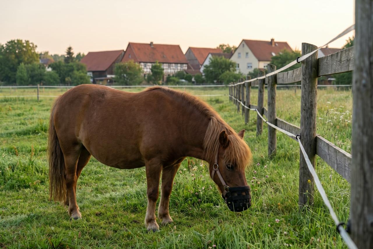Ein Pony mit Fressbremse grast am Holzzaun auf einer Frühjahrsweide, dahinter ein Dorf.